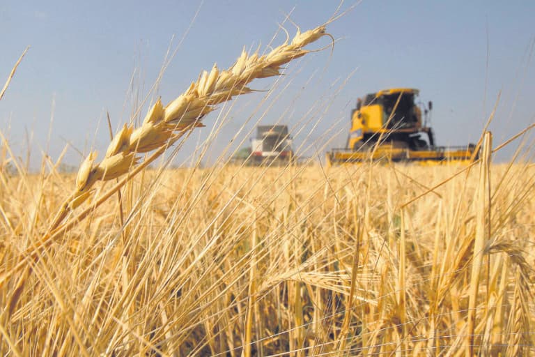 Se sembró un 20% menos de trigo en los campos de Córdoba