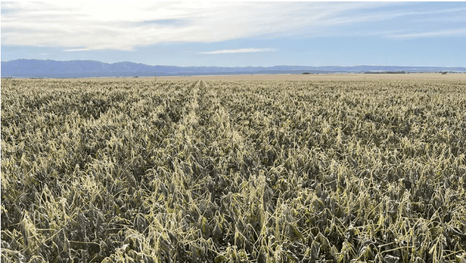 Encuesta: 95% de los empresarios del agro asegura que fue afectado por la sequía