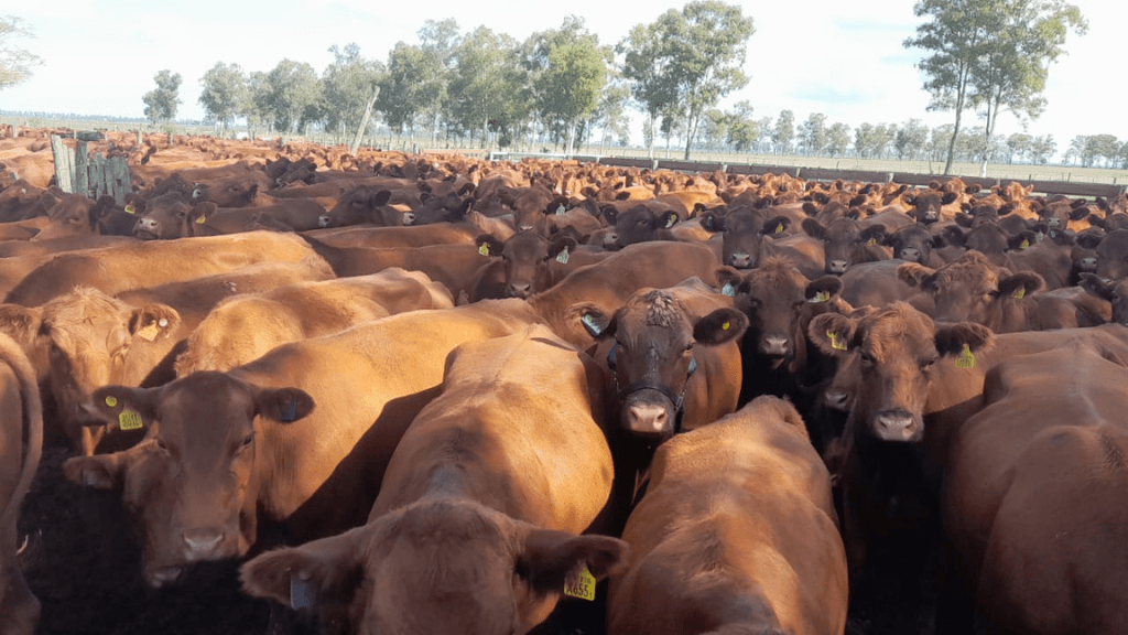 Bastó en busca de inversores ángeles para expandirse: mira a EE.UU y Latam